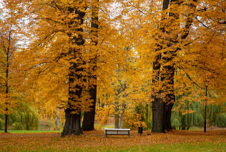 Vintage bench in autumn season park. Sudetes, Poland