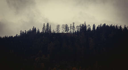 mystical forest during fog in autumnの写真素材