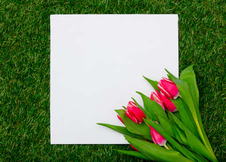 Mockup banner and tulips on green grassの写真素材
