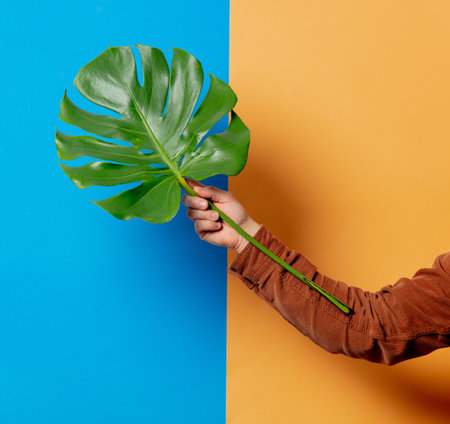 male hand holding monstera palm leaf on blue and yellow backgroundsの写真素材