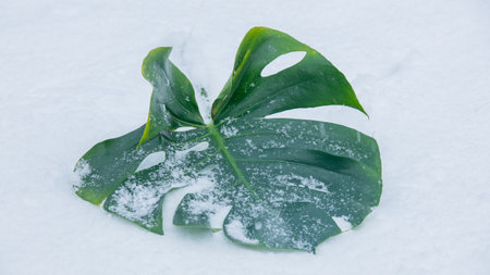 Monstera leaf on a snow. Side viewの写真素材