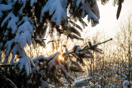 Pine tree branches in a snow and sunset on backgroundの写真素材