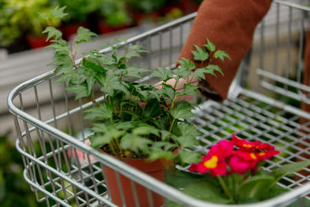 woman's hand puts ivy in a cart in a garden storeの写真素材