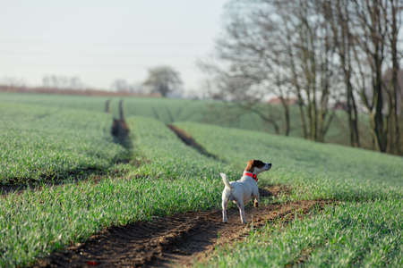 Jack Russell Terrier dog in green wheat field in a morningの写真素材