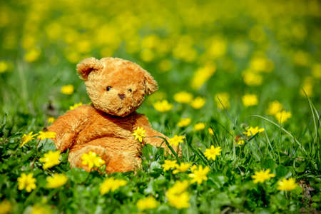 Teddy bear toy on meadow with flowers in springの写真素材