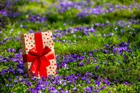 Gift box with red bow on a meadow with purple flowers