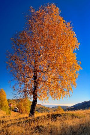 Autumn - single golden leaved tree on the hillの写真素材