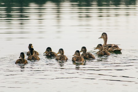 A family of ducks, mother duck and ducklings swim in the water, symbolizing family valuesの写真素材