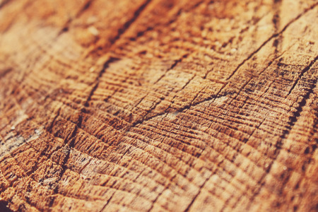 Wood cutout stem rings close-up background or textureの写真素材