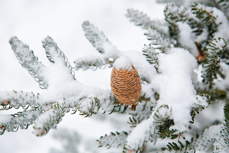 Branch of Siberian fir with a beautiful cone in the open airの写真素材
