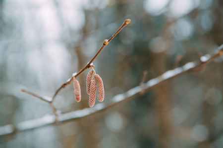 In the autumn forest on a birch branch hung lonely earrings