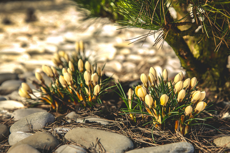 Yellow Crocus blossoms beautifully near a private house and a coniferous shrubの写真素材