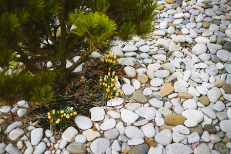 Yellow Crocus flower blooms in early spring in March near a private house and a coniferous treeの写真素材