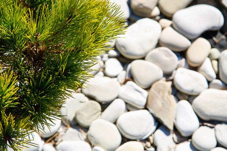 Evergreen coniferous shrub with its background blurred pebbles.Texture.Background.の写真素材