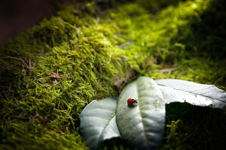 Insect ladybug sitting on a leaf on a stump covered with green moss.Background.の写真素材