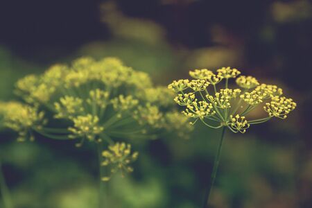 Grains of ripe dill closeup .Texture or background