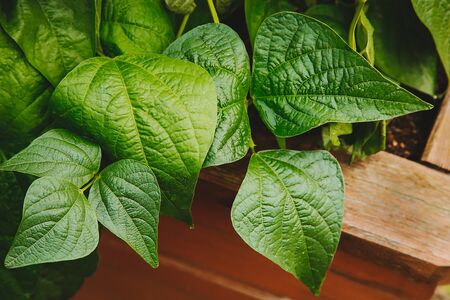 On the bed of green bean leaves .Texture or background