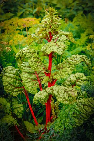 A huge green leaf of red beet.Texture or background