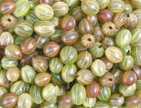 Crop of red gooseberries in a bucket closeup.Texture or backgroundの写真素材