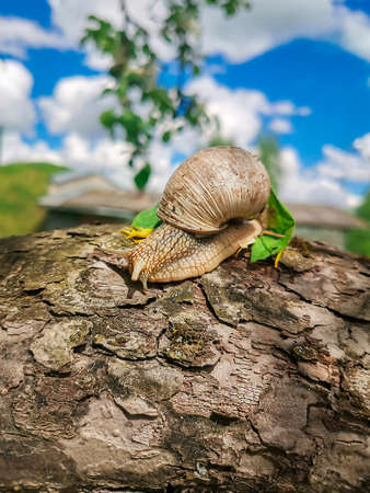 Garden large snail crawls on the surface of an old apple tree.Texture or background