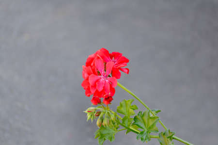 Red small blooming flower on gray backgroundの写真素材