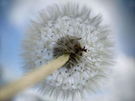 Lush round head of a ripe white dandelion close-up