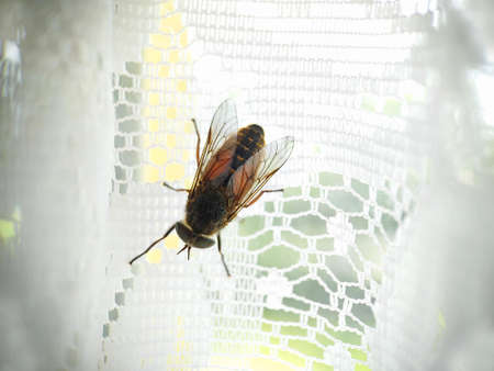 Big gadfly on white tulle in a cage close-upの写真素材
