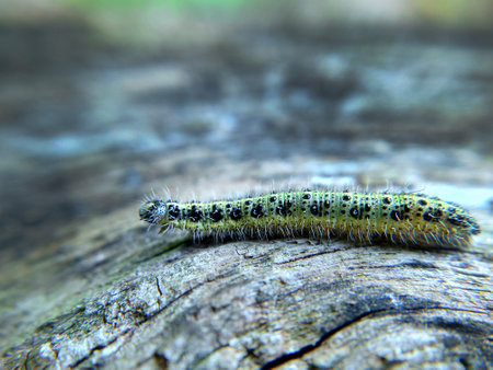 Yellow-green spotted caterpillar on a tree close-up selective focus