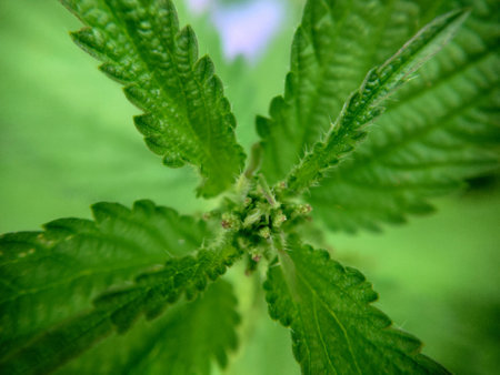 Background texture of the top of a young nettle in close-upの写真素材