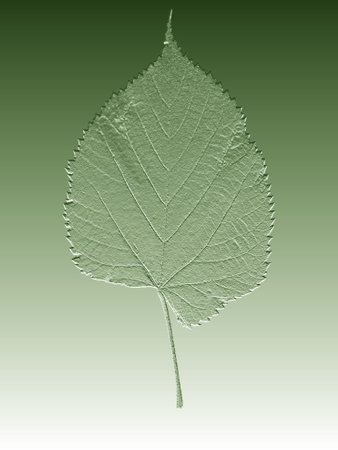 Birch single leaf on a green background close-up