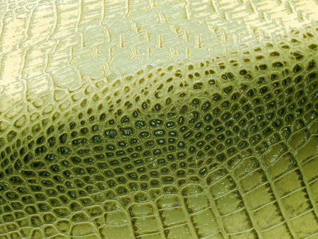 Close-up of green crocodile or alligator skin textured background showing scales patternの写真素材