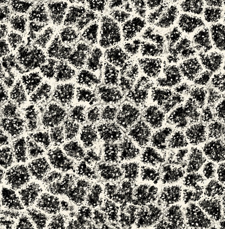 Giraffe skin pattern forming an abstract animal print backgroundの写真素材