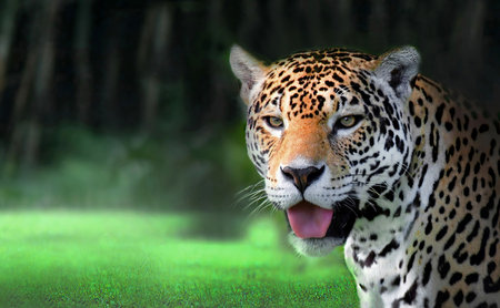 Jaguar big cat panting in natural jungle habitat