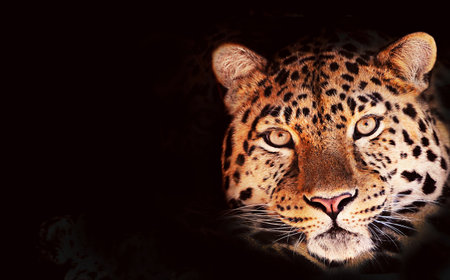 Close-Up of a Majestic Leopard Face Against Dark Background