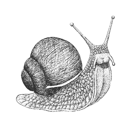 Grape Snail - Classic Drawn Ink Illustration Isolated on White Backgroundのイラスト素材