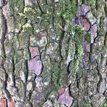 Texture of Tree Bark Close Up