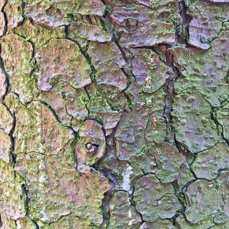 Texture of Tree Bark Close Up