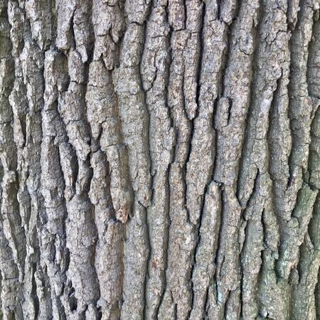 Texture of Tree Bark Close Up