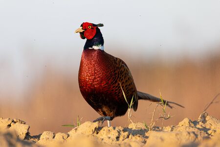Pheasantの写真素材