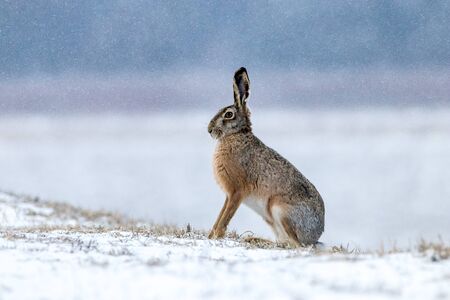 Hareの写真素材