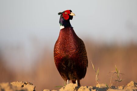 Pheasantの写真素材