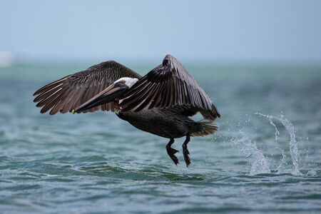 Pelicanの写真素材