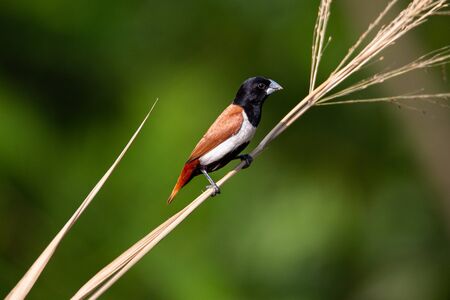 Bird of Ceylonの写真素材