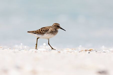 Bird on a beachの写真素材