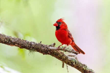 Red Cardinalの写真素材
