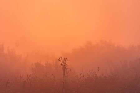 Foggy morningの写真素材