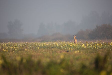 Deer on a meadowの写真素材