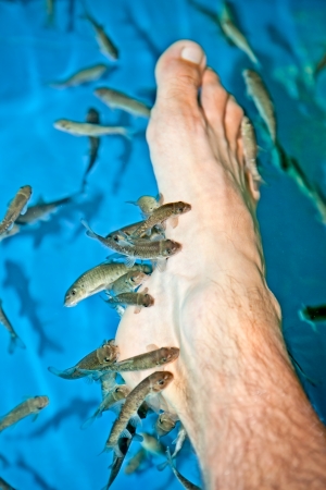 Fish spa feet pedicure skin care treatment with the fish Rufa Garra, also called doctor fish, Nibble fish and Kangal fish. の写真素材