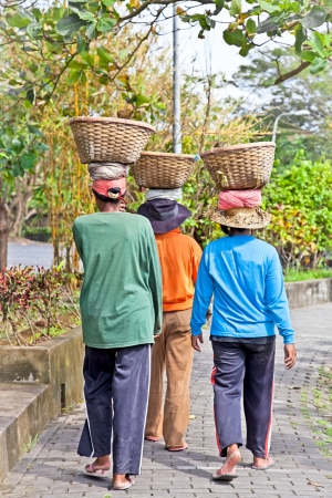 Balancing basket. Balinese woman walks with basket on the head. Bali. Indonesia.のeditorial素材