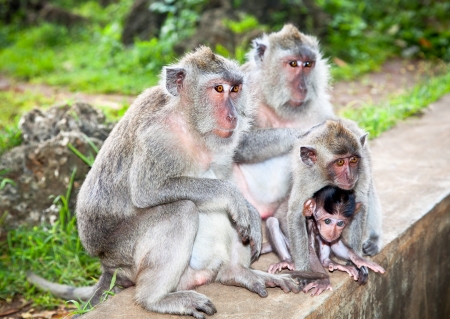 Monkey family in Uluwatu on Bali, Indonesia.の写真素材